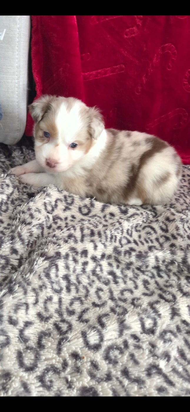 Of Precious Moonlight - Chiots disponibles - Berger Australien