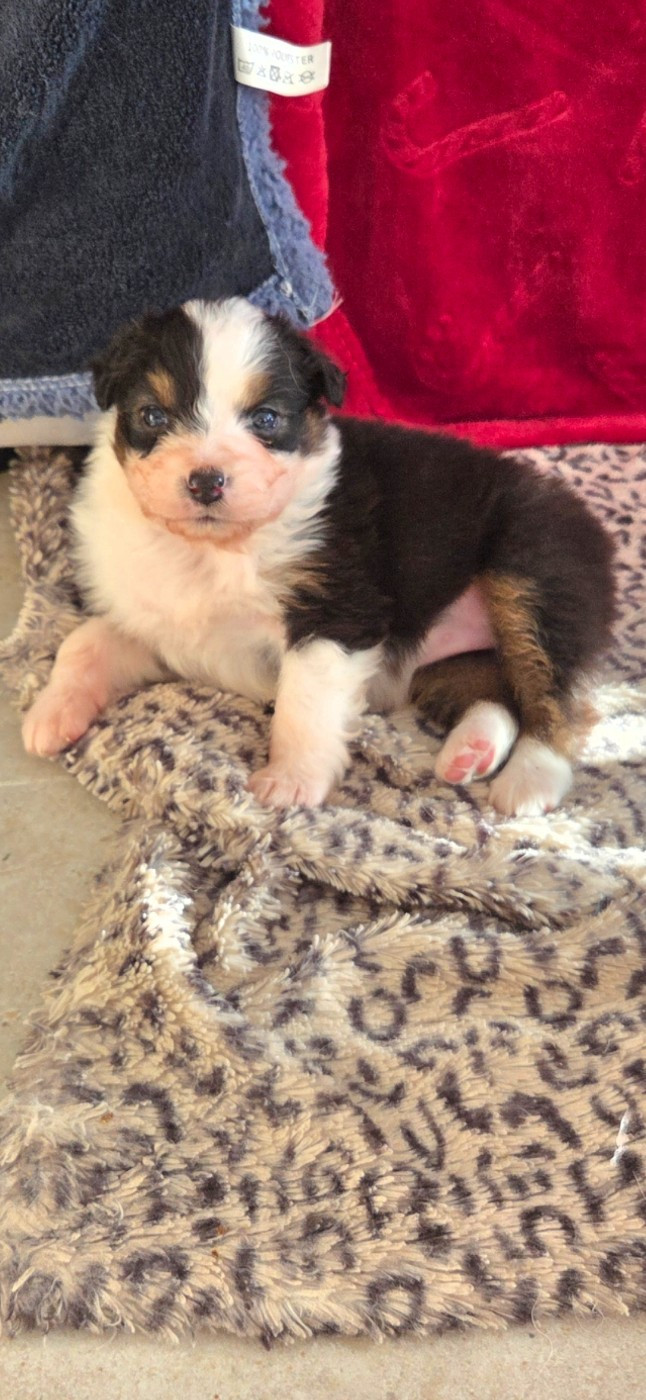 Of Precious Moonlight - Chiots disponibles - Berger Australien