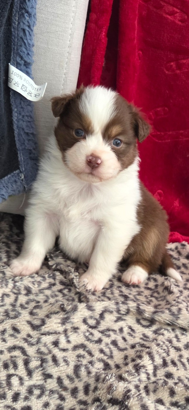 Of Precious Moonlight - Chiots disponibles - Berger Australien