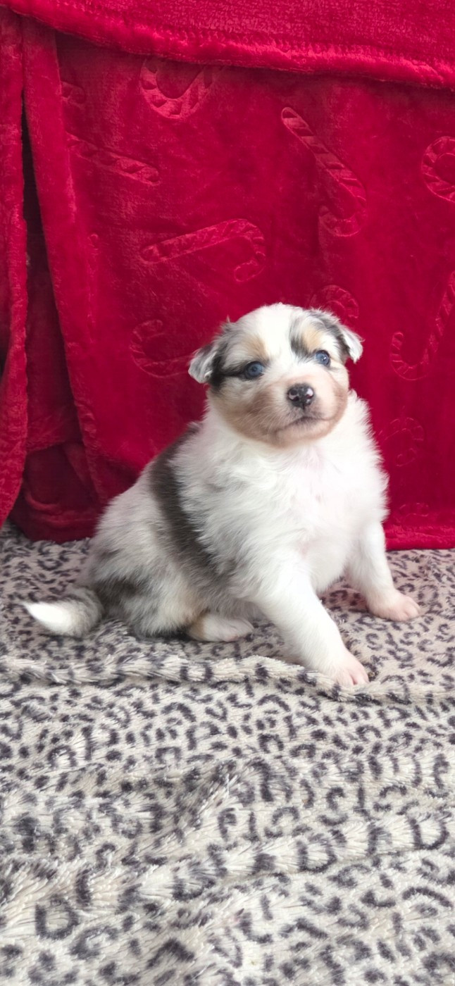 Of Precious Moonlight - Chiots disponibles - Berger Australien