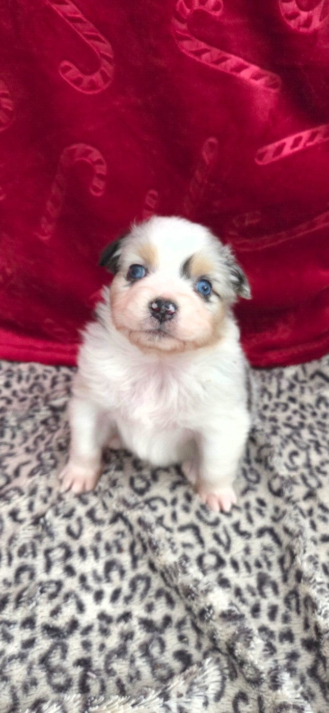 Of Precious Moonlight - Chiots disponibles - Berger Australien