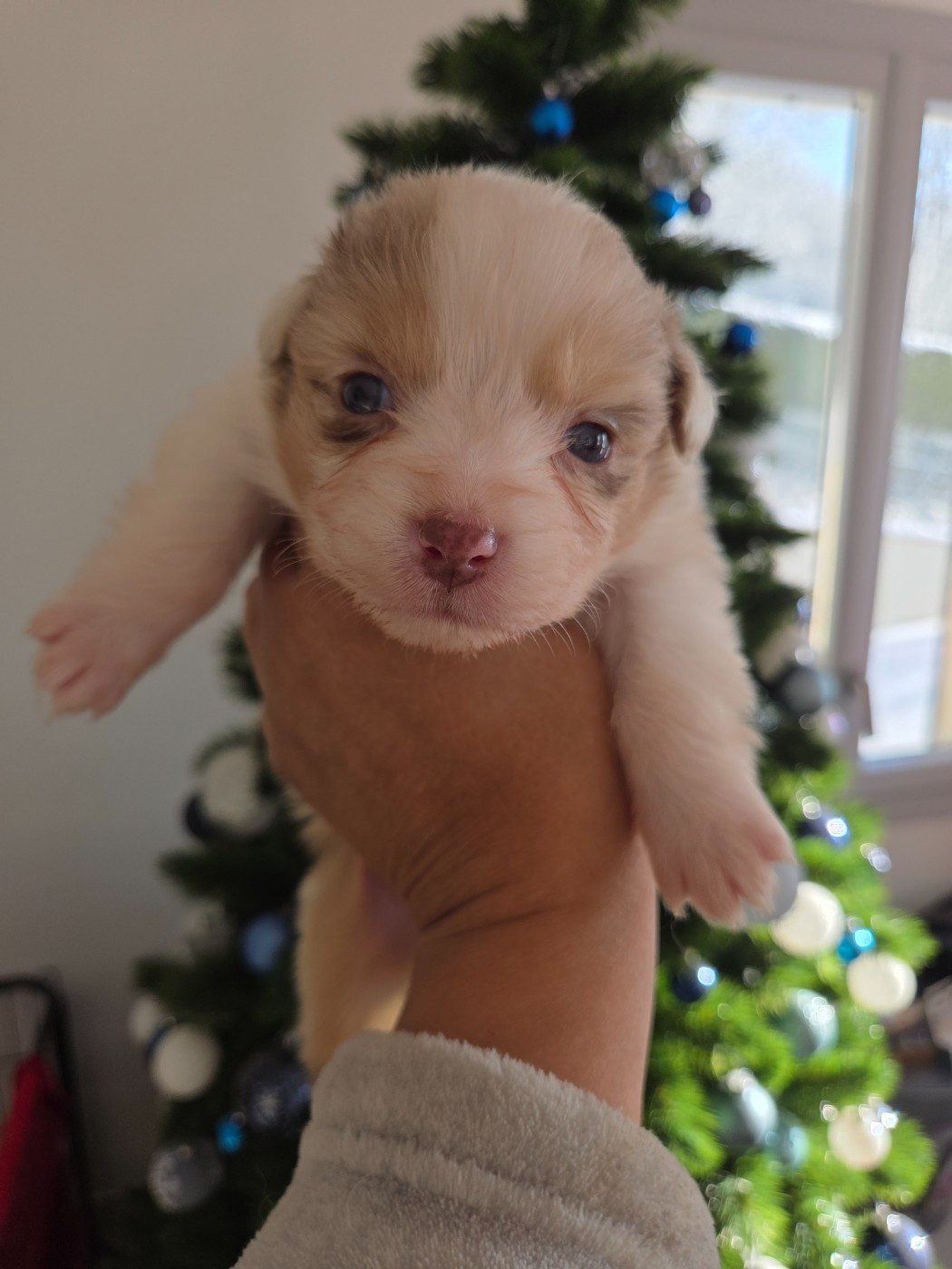 Of Precious Moonlight - Chiots disponibles - Berger Australien