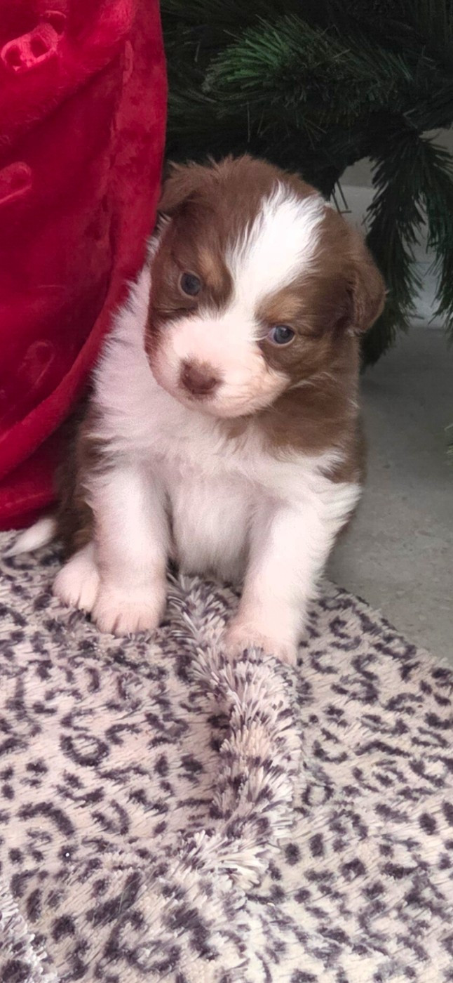 Of Precious Moonlight - Chiots disponibles - Berger Australien