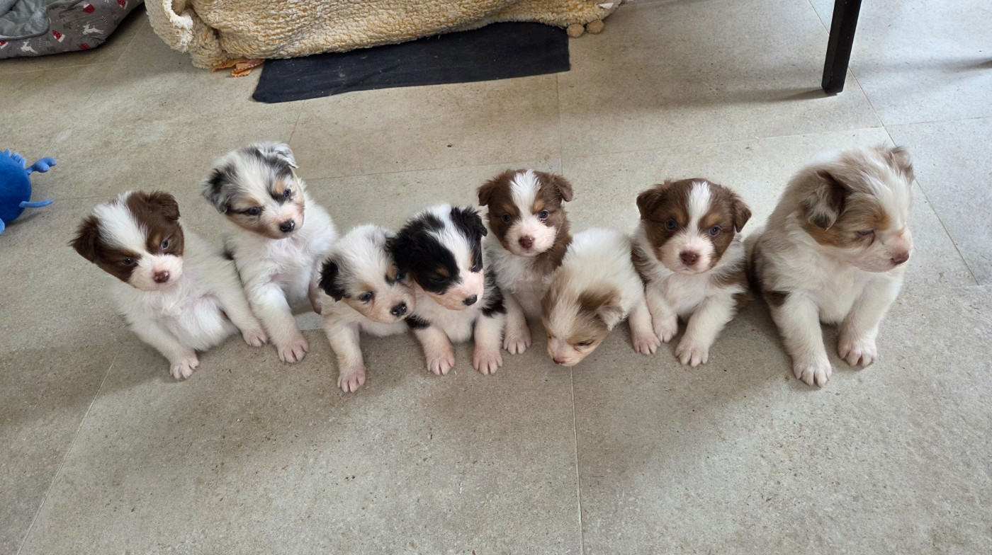 Chiot Berger Australien Of Precious Moonlight