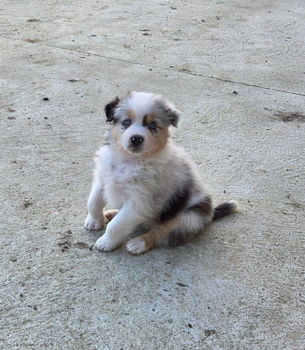 Of Precious Moonlight - Chiots disponibles - Berger Australien