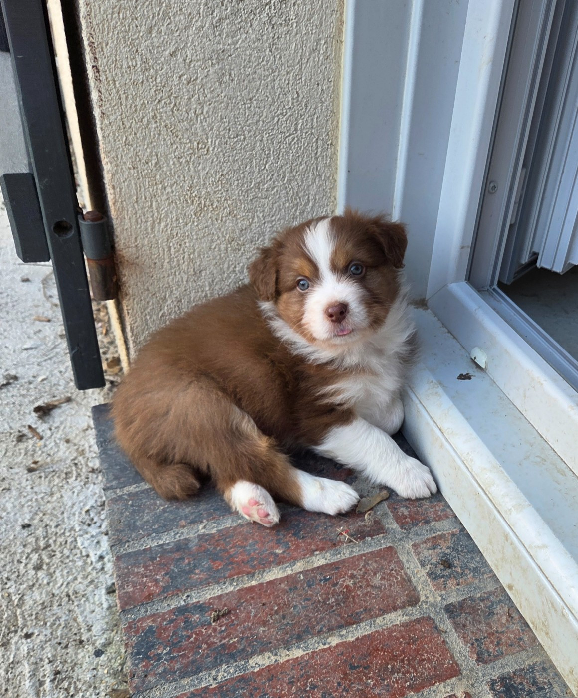 Of Precious Moonlight - Chiots disponibles - Berger Australien