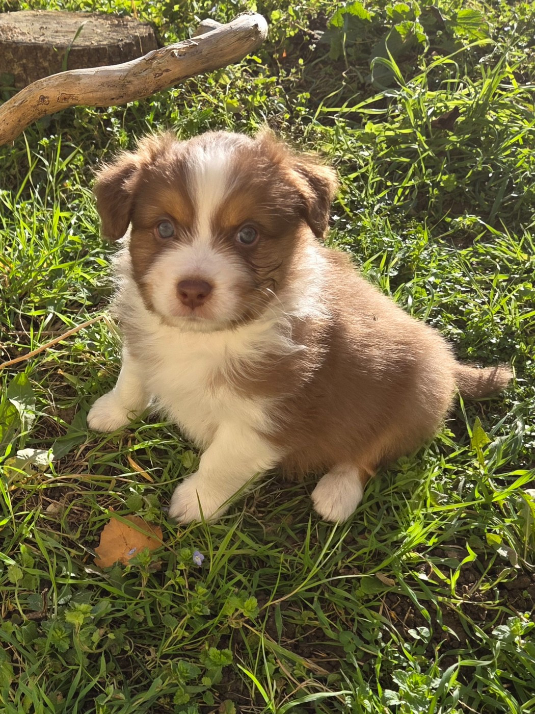 Of Precious Moonlight - Chiots disponibles - Berger Australien