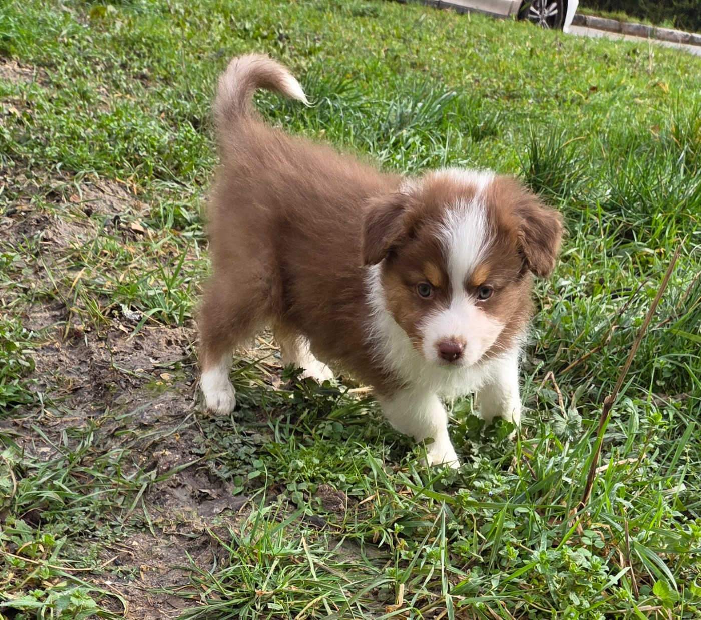 Of Precious Moonlight - Chiots disponibles - Berger Australien