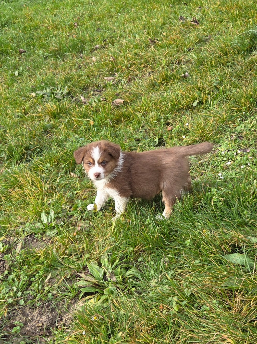 Of Precious Moonlight - Chiots disponibles - Berger Australien
