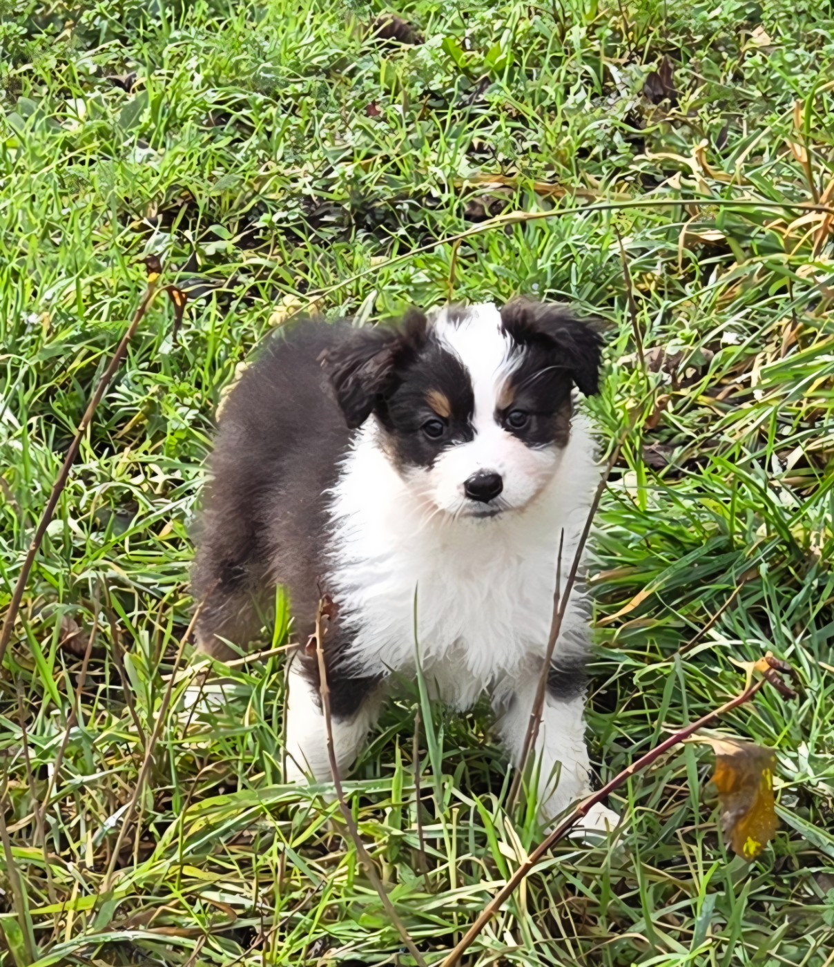 Of Precious Moonlight - Chiots disponibles - Berger Australien