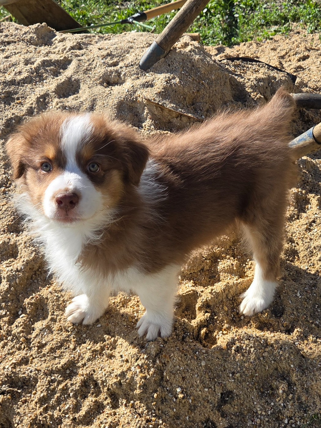 Of Precious Moonlight - Chiots disponibles - Berger Australien