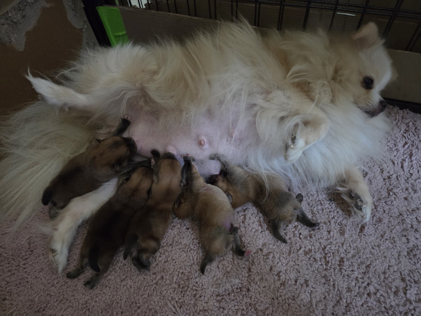 Chiot Spitz allemand Of Precious Moonlight