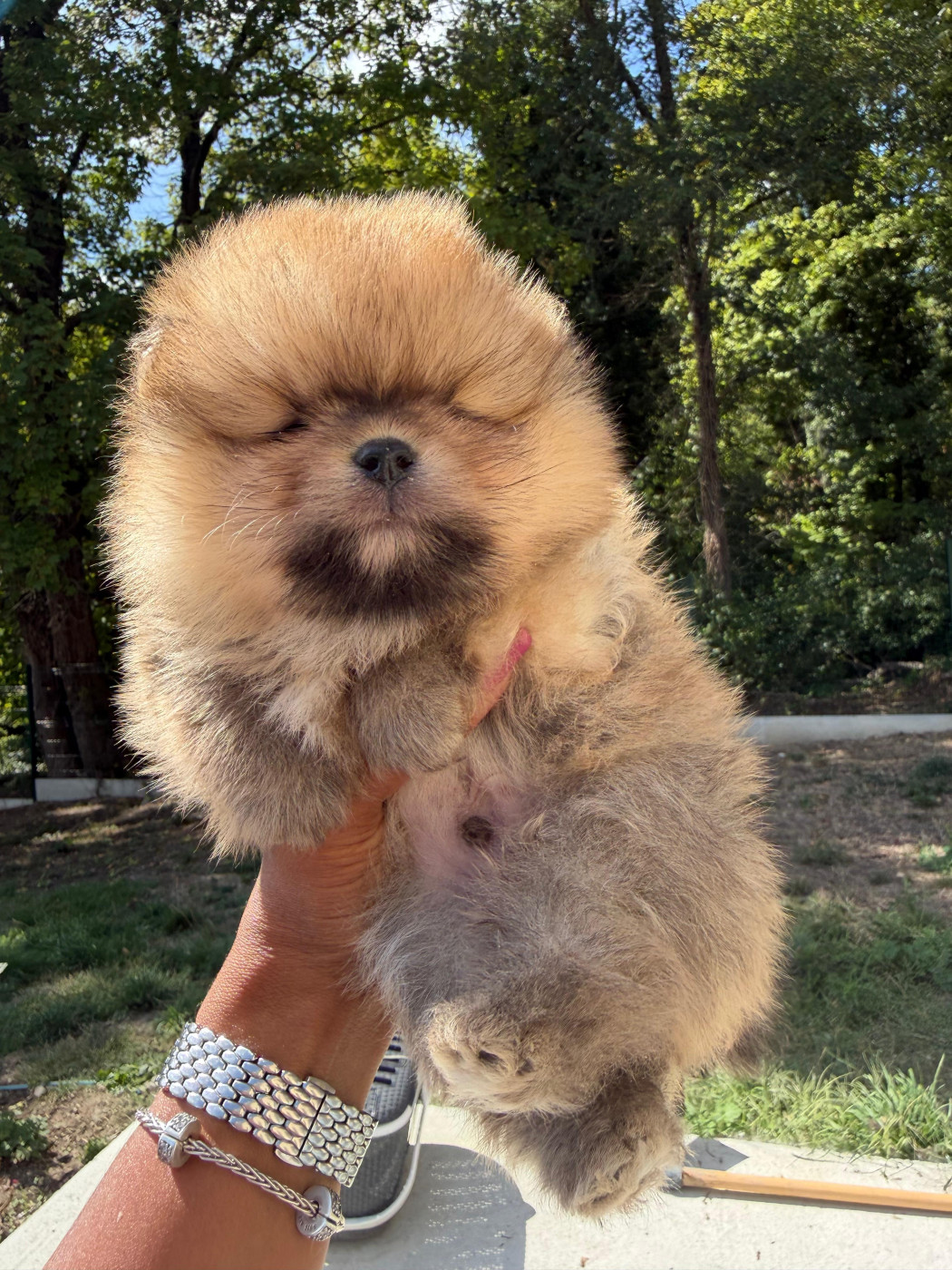 Of Precious Moonlight - Chiots disponibles - Spitz allemand
