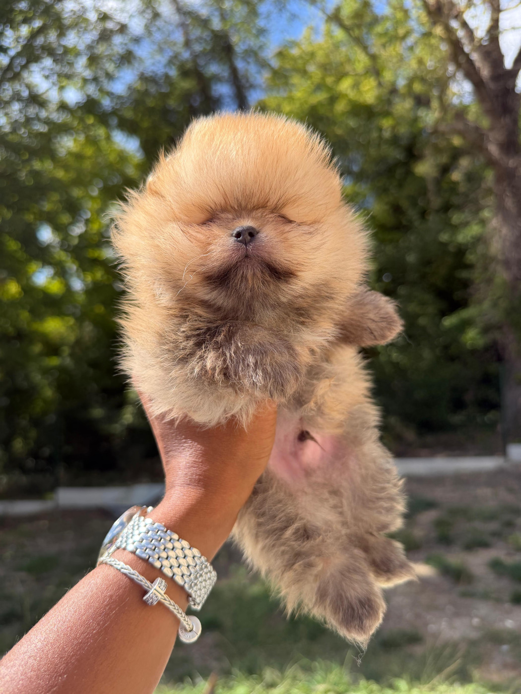 Of Precious Moonlight - Chiots disponibles - Spitz allemand