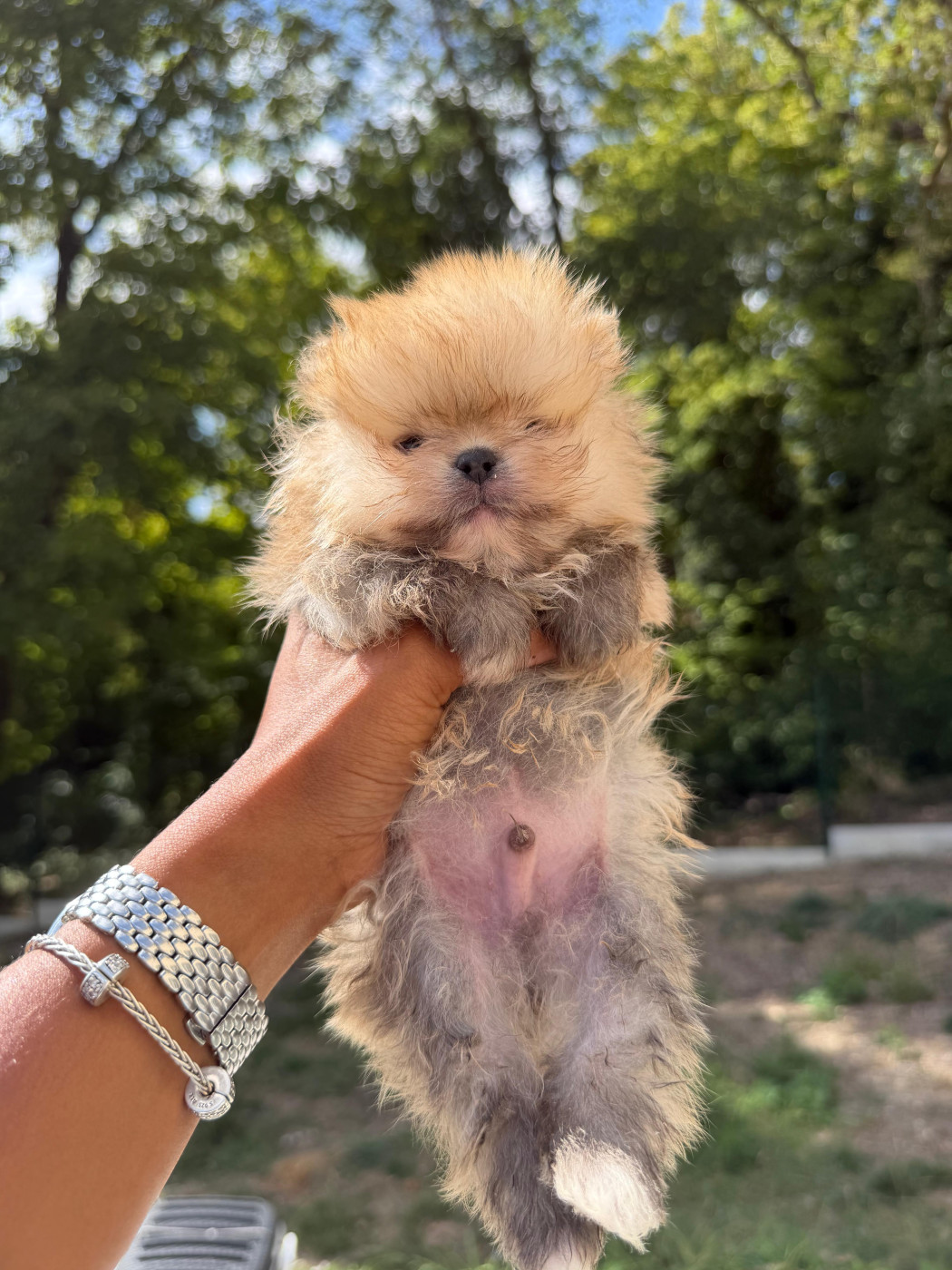 Of Precious Moonlight - Chiots disponibles - Spitz allemand