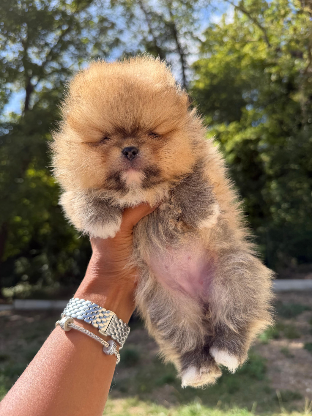 Of Precious Moonlight - Chiots disponibles - Spitz allemand