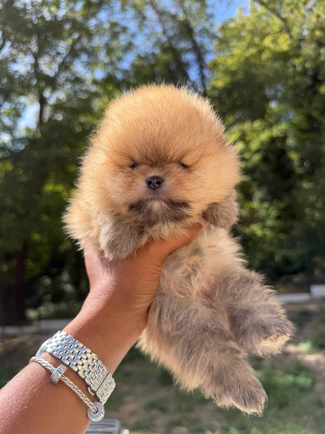 Of Precious Moonlight - Chiots disponibles - Spitz allemand